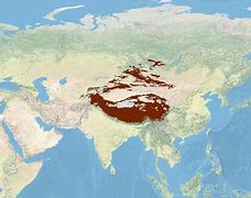 Image result for Snow Leopard Range Map