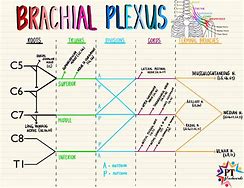 Image result for Flow Chart of Brachial Plexus