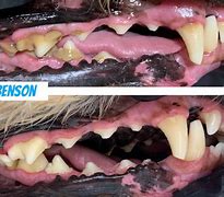 Image result for Tartar Buildup On Dog Teeth