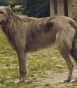 Image result for Irish Wolfhound