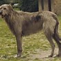 Image result for Irish Wolfhound