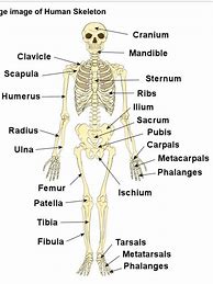 Image result for Every Bone in the Human Body