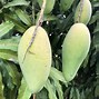 Image result for Mango Fruitr Arrangements