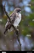 Image result for Buteo Platypterus