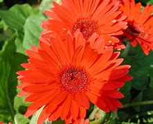 Image result for Gerbera Daisy Flower