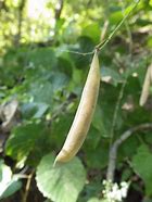 Image result for Wild Kidney Bean Plant