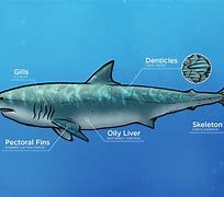 Image result for Animals with Fins and Tail Shark