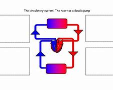 Image result for Circulatory System Diagram KS4