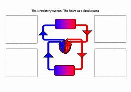 Image result for Label of the Circulatory System