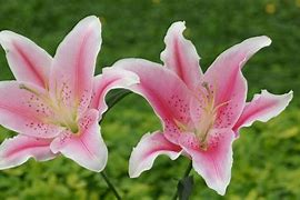 Image result for Stargazer Lily