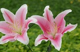 Image result for Pics of Stargazer Lilly