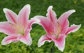 Image result for Stargazer Lily Black and White