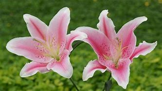 Image result for Stargazer Lily