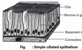 Image result for Ciliated Epithelium Cell