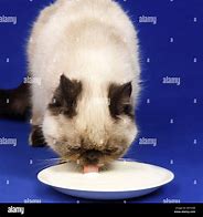 Image result for Cat Drinking Milk