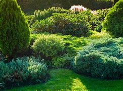 Image result for Evergreen Bush