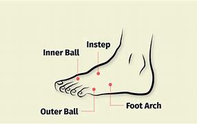 Image result for Medical Foot Anatomy