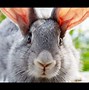 Image result for Super Cute Baby Bunnies