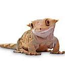 Image result for Crested Gecko Petco