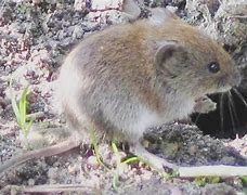 Image result for Vole Anatomy Model