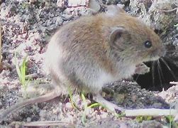 Image result for Animals Vole Jaw