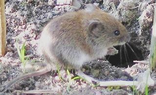 Image result for Vole Bones