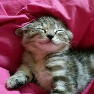 Image result for Happy Kitty