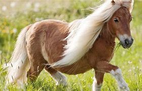 Image result for Le Poney