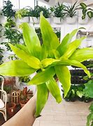 Image result for Dracaena Limelight