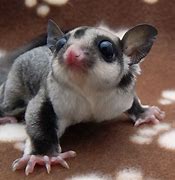 Image result for Adorable Sugar Glider