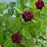 Image result for Black Rose Bushes