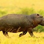 Image result for Hippo On Land