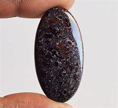 Image result for Dinosaur Bone Jasper