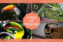 Image result for Smallest Toucan Species