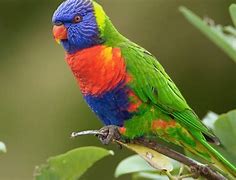 Image result for Burung Nuri Merah