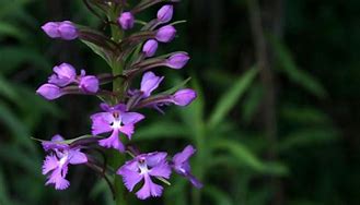 Image result for Reffitt Nature Preserve