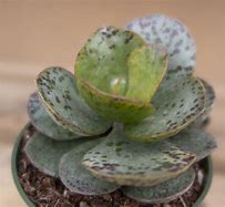 Image result for Adromischus Cactus