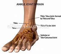 Image result for Joint Surfaces Ankle