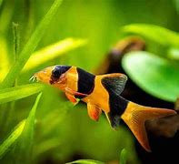 Image result for Best Loaches for Eating Snails