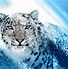 Image result for Snow Leopard Back Markings