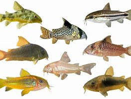 Image result for Zebra Cory Catfish