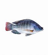 Image result for King Fish Tilapia