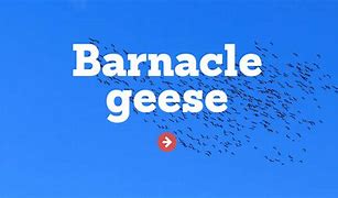 Image result for Barnacle Geese