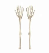 Image result for Skeleton Hand and Arm