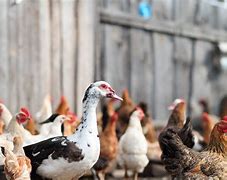 Image result for Chicken Farm Java