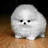 Image result for Cute White Fluffy Pillows