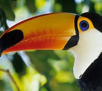 Image result for Toco Toucan Facts for Kids