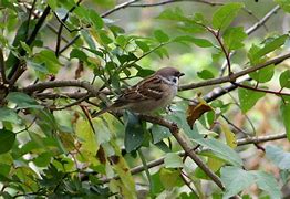 Image result for Tree Sparrow