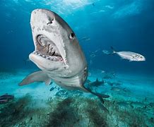 Image result for Medium Sharks National Geographic