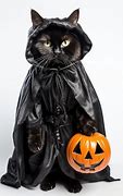 Image result for Halloween Dark Cat